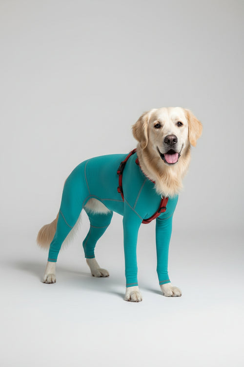 Body Veterinario per Cani con zampe lunghe