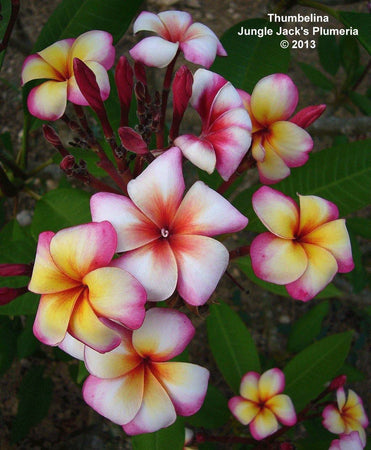 Plumeria "Thumbalina" rosa-gialla-bianca (Frangipani, Pomelia)