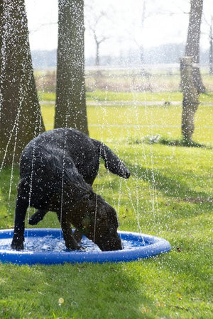 Tappeto a spruzzi d'acqua per cani