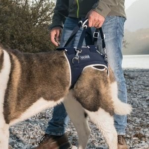 Tutore per la displasia dell'anca per cani Balto bt life