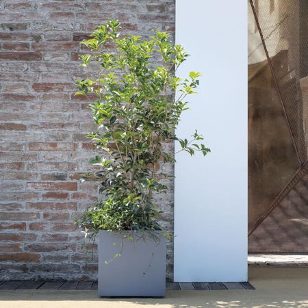 Vaso da fiori Cube - DEROMA - Millennium R - Grigio cenere - Autoirrigante - 39 cm