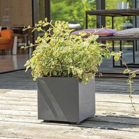 Vaso Cubo - DEROMA - Millennium R - Antracite - Con riserva d'acqua - 25 cm