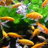 Lavavetri magnetico per acquario - AIM - 10 cm