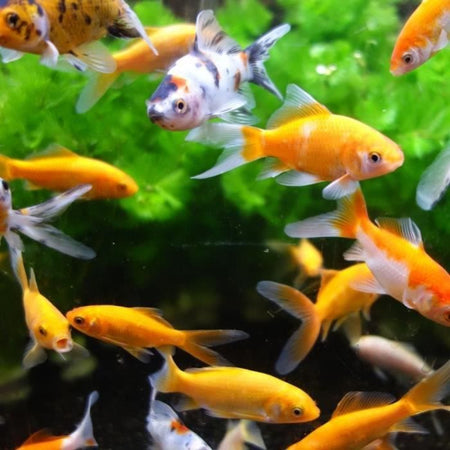 Lavavetri magnetico per acquario - AIM - 10 cm