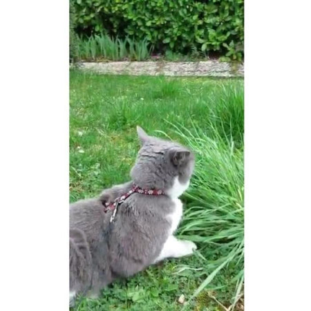 Kit imbracatura e guinzaglio - AIM - Rosso riflettente per gatti