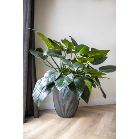 Elegante vaso basso - CAPI EUROPE - GROOVE NL - 34 x 46 cm - Antracite
