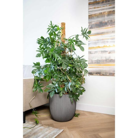 Vaso da fiori a sfera - CAPI EUROPE - GROOVE NL - 43 x 41 cm - Antracite