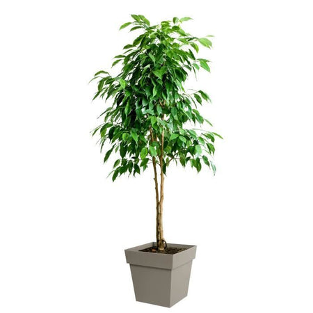 EDA Vaso di fiori Toscana 38L