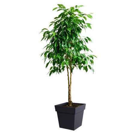 EDA Vaso di fiori Toscana 38L