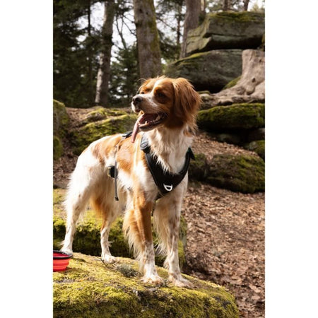 Pettorina per cani - SYMBIOZ - M - Nera / Blu