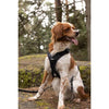 Pettorina per cani - SYMBIOZ - L - Nera / Blu