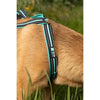 Imbracatura da trazione per cani - OLYMPIA - S - Tipo X-back - Blu