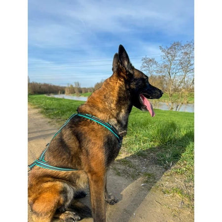 Imbracatura da trazione per cani - OLYMPIA - S - Tipo X-back - Blu