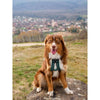 Imbracatura da trazione per cani - OLYMPIA - S - Tipo X-back - Blu