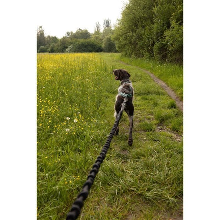 Guinzaglio per cani - INTENSIA - 1,9 m - Doppia maniglia