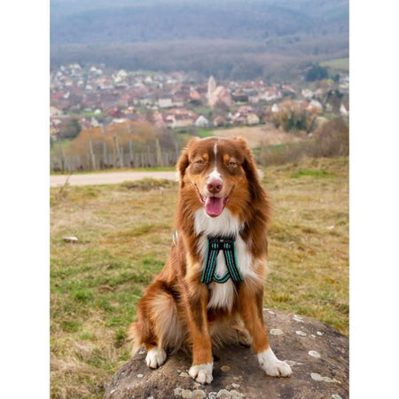 Imbracatura da trazione per cani - OLYMPIA - M - Tipo X-back - Blu