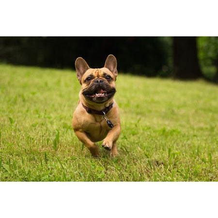 Repellente per zecche e pulci - TICKLESS PET - Batteria - Nero