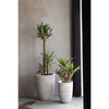 Elegante vaso da fiori basso - CAPI EUROPE - RIB NL - 46 x 58 cm - Avorio