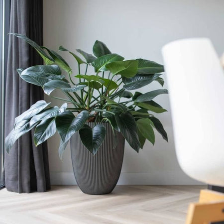 Vaso Capi Elegant Groove 46x58 cm Antracite 445501