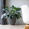 Vaso Capi Elegant Groove 46x58 cm Antracite 445501