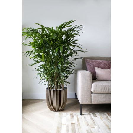 Capi Jardiniere Groove 43x41 cm nero e oro 445487