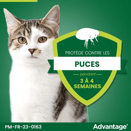 VANTAGGIO 80 - 6 pipette antiparassitarie - Per gatti e conigli da 4 kg e oltre