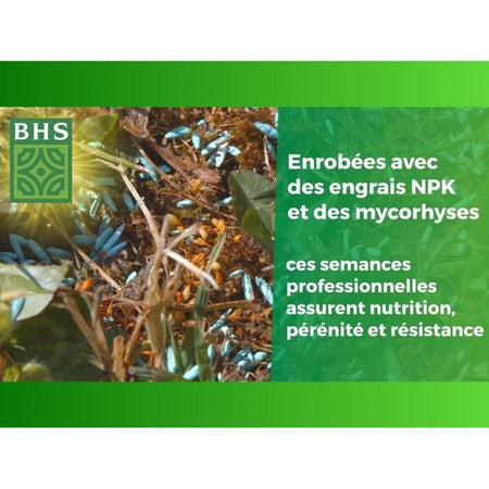 Erba inglese - BHS - 10 kg per giardini di alta gamma