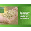 Prato - BHS - Ricrescita prato 1kg