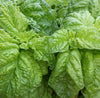 Semi di basilico italiano classico per pesto con foglie profumate per orto e giardino