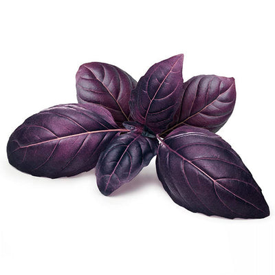 Semi di basilico Rosso piante per orto e giardino