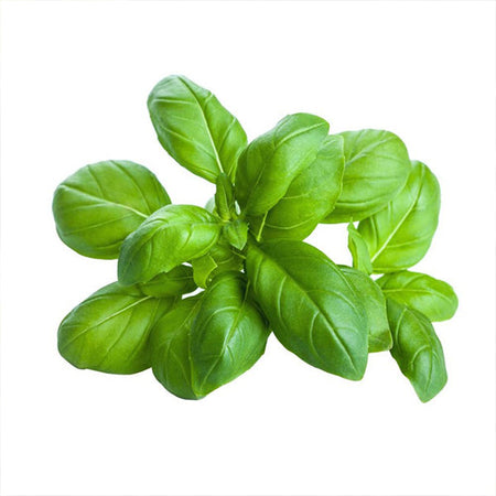 Semi di basilico "Italiano classico" piante per orto e giardino