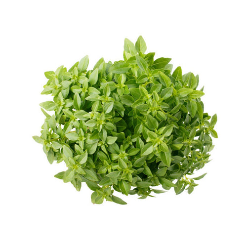Semi di basilico Fine verde piante per orto e giardino
