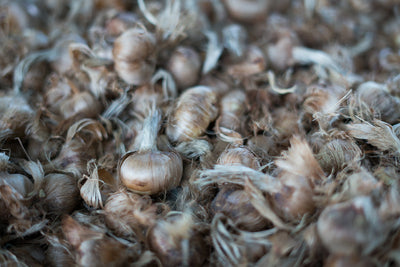 Bulbi di zafferano italiano biologici, calibro 11, prenotazioni campagna 2026