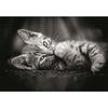 CLEMENTONI - Compact 1000 pezzi - Gattino