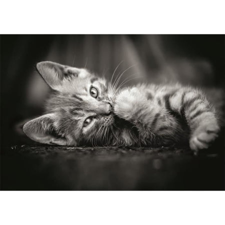 CLEMENTONI - Compact 1000 pezzi - Gattino