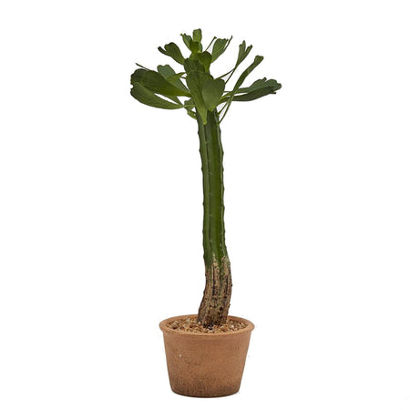 Cactus "West" in vaso grande pianta grassa artificiale per interno ed esterno h 53 cm