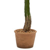 Cactus West in vaso grande pianta grassa artificiale per interno ed esterno h 53 cm