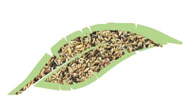 Canarini Mix Kg.1
