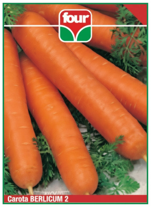 Carota Berlicum 2 Semi Olter