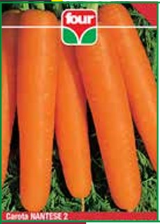 Carota Nantese 2