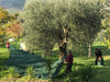 Rete pesante per la raccolta di Olive e Mandorle Aperta anti-spina con angoli e occhielli rinforzati