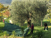 Rete pesante per la raccolta di Olive e Mandorle Intera anti-spina con angoli e occhielli rinforzati