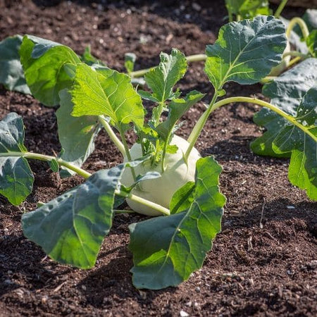 Semi di Cavolo Rapa di Vienna bianco per orto e giardino