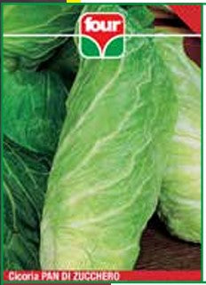 Cicoria Pan Di Zucchero