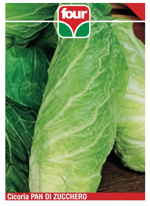 Cicoria Pan Di Zucchero Semi Four