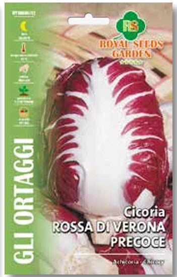 Cicoria Rossa Di Verona Precoce gr.12 Semi Royal Seeds