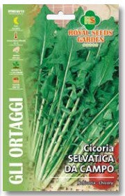 Cicoria Selvatica Da Campo