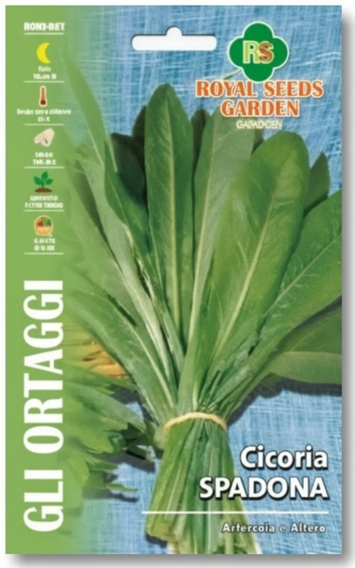 Cicoria Spadona Semi Royal Seeds
