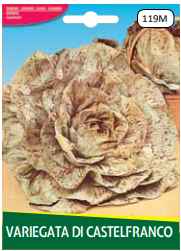 Cicoria Variegata Di Castelfranco