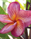 Adagio - MaxBestPlants.com